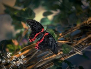 Парусник Румянцева