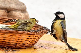 чиж, большая синица