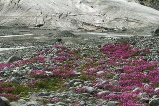 Кипрей (иван-чай) - сосед льда, снега и камней.