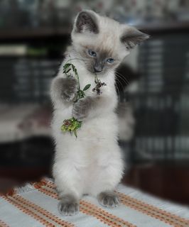 Цветочница Алиса...