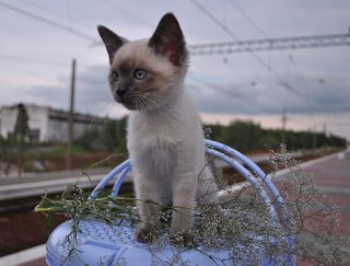 Впередсмотрящая...