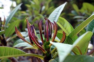 Вот и листочки!