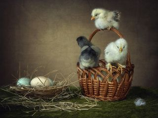 Богатыри в дозоре