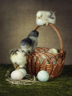 Пацаны пытаются залезть к девчонкам в общагу через окно, пока вахтер задремал