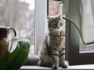 Нагулялась!