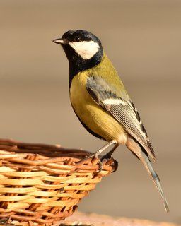 большая синица