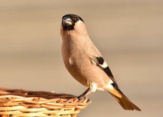 обыкновенный снегирь