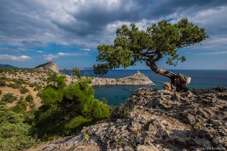 Наверно, самый известный можжевельник в Новом Свете. Изображён примерно на каждом втором магните. Находится в начале Караул-Обы недалеко от Царского пляжа. На заднем плане виден мыс Капчик.