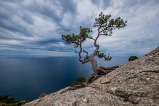 А эта сосна популярна на 35photo. Пик Космоса, горный массив Караул-Оба.