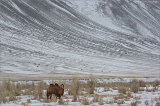 Чуйская степь, оазисы в долине реки Чаган, отроги ЮжноЧуйского хребта. В этой закрытой долине традиционно можно встретить стадо верблюдов, как впрочем и прочий домашний скот: лошадей, коров, яков, баранов, коз.
