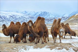 На самом деле верблюды полудикие, пасутся сами по себе. Их ареал обитания ограничен крутыми склонами долины. Единственный выход из долины закрывает посёлок Белтир.