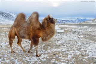 За этим красавцем долго охотился. После получасовой беготни удалось \