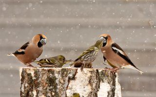 - А пожевать...?