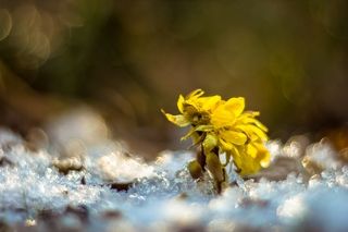 Кучерявая весна.