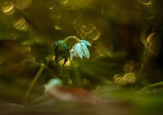 В золоте весны.