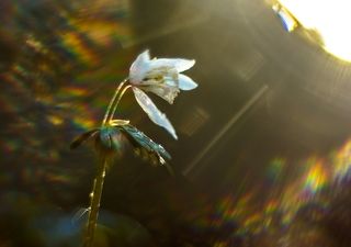 Купаясь в утренних лучах.