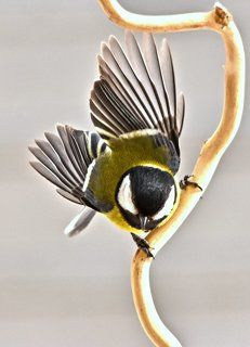 Большая синица