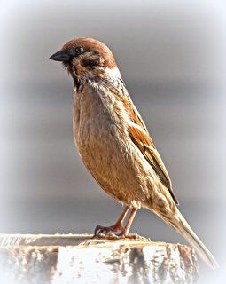 Полевой воробей