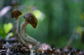 Притомился,ой не дойду я до дому