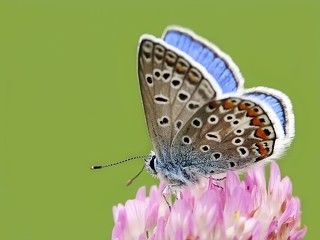 Голубянка Икар