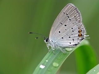 Голубянка короткохвостая