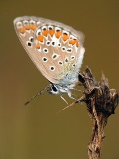 Голубянка быстрая