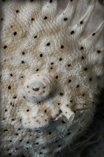 Грустная рыба