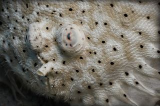 Удивлённая камбала