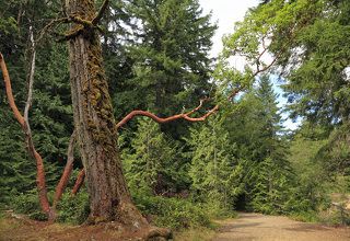 И полюбила = бесстыдница=  Ель-великана...) (или танец живота земляничного дерева...)))
