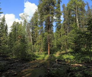Тропинки бывают хожеными и не очень...)