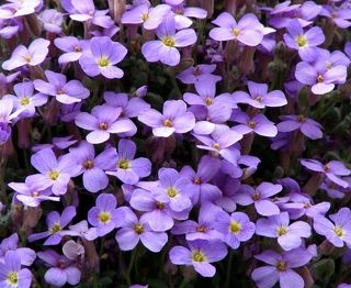 О, дивная обриета!