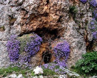 Цветы обриета или аубриета, по-народному – «пустозвон», – это род цветковых растений. Семейство крестоцветных. Многолетнее низкорослое растение. Цветок назван в честь французского художника Клода Аубриета. Можно встретить в южной Европе и Центральной Азии. Растение характеризуется яркими оттенками бутонов, которые цветут в белом, розовом и от фиолетового до синего цветов. Побеги короткие, образуют плотные заросли, напоминающие ковер. Листья растения небольшие, зеленого цвета, по форме овальные с цельными и заостренными краями. В длину вырастают до 25 сантиметров.