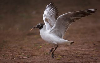 ... балерина