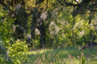 02 Лес так и светится в лучах весеннего солнца