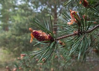 03 Сосны украшают живописные свечи