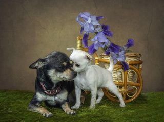 - Мама я тебе что-то на ушко скажу!