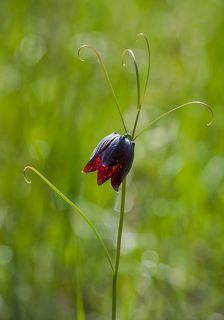 02 Даже одиночный цветок имеет запоминающийся вид