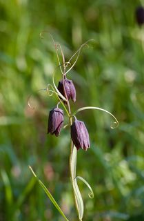 03 Небольшие соцветия смотрятся ещё богаче, ...