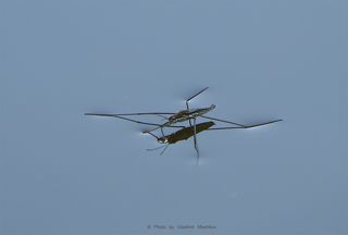 Водомерка - The Water Measurer - (лат. Gerridae)  Водомерка – насекомое, умеющее ходить по воде. Таких интересных созданий нетрудно наблюдать в живой природе,  отдыхая летом на берегу какого-нибудь спокойного пруда.  Водомерка имеет удлинённую форму, а по внешнему облику напоминает микроскопические лодочки, бойко скользящую  по поверхности воды. Водомерка (класс насекомые) является обладательницей длинных тонких ног, с помощью которых  с лёгкостью передвигается по глади водоёмов, похожая на конькобежца-виртуоза, об искусстве и мастерстве которого позаботилась сама природа.   Тело таких созданий, как можно убедиться на фото водомерок, внешне сравнимо с тоненькой палочкой. Брюшко их сплошь  покрыто белыми волосками, снабжёнными особым воскообразным веществом, поэтому маленькое тельце существа и его  ножки не намокают во время движения по воде.   Кроме того, между микроскопическими волосками образуются пузырьки воздуха, дающие возможность насекомым не погружаться  в водную гладь, при всём при том, что мизерный вес их и так тому способствует. В этом всё объяснение тому, почему водомерка не тонет. Искусно передвигаться этим созданиям помогает также строение ножек. Они хоть и тонкие, но в местах прикрепления к туловищу значительно  утолщены и снабжены чрезвычайно сильными мышцами, помогающими развивать огромную, в сравнении с размерами этих существ, скорость.  Описание водомерки можно продолжить, упомянув, что в природе обитает около семи сотен видов таких маленьких созданий.  Принадлежа к отряду клопов, водомерки являются ближайшими родственника этим насекомым. Среди известных видов – большая водомерка, тело которой достигает в длину около 2 см. Она имеет крылья и рыжеватую расцветку тела.  Прудовая водомерка величиной не более сантиметра, окрашена в буроватый тёмный цвет и обладает светлыми конечностями.  Самцов и самок этой разновидности насекомых легко отличить по цвету брюшка, так как в первом случае оно чёрное, а во втором – красное.  Почему водомерку так назвали? Наименование насекомого удивительно точно передаёт его образу жизни, ведь всё, отведённое для существования  время, это животное занимается тем, что мерит своими чудными длинными ножками водную гладь, которая является неотъемлемой средой  обитания водомерки.  Текст givotniymir.ru © Photo by Vladimir Meshkov