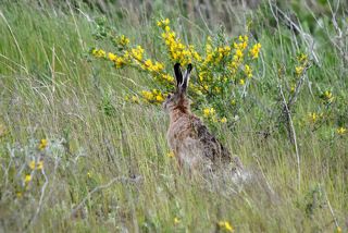 заяц - русак