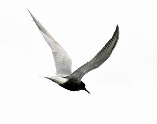 черная крачка