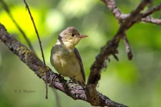 Зеленая пересмешка