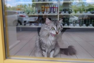Да ну??? Рекламный кот магазина...