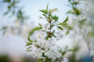 Цветущий май.