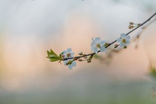 Цветущий май.
