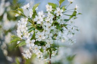 Цветущий май.