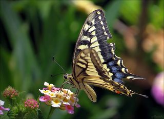 Парусник-Махаон