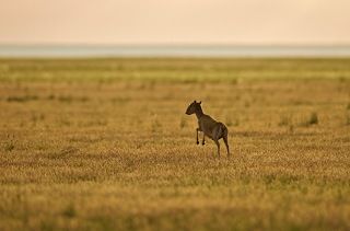 Где... Где же мои малыши!?
