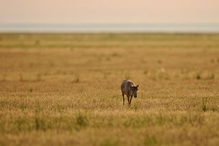 бегу-бегу...