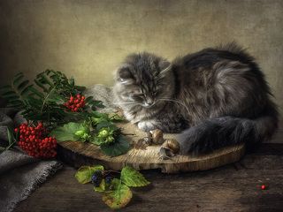 - Ползают тут всякие, сопливые! Порядочной кошке полежать негде!